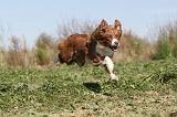 BORDER COLLIE 339